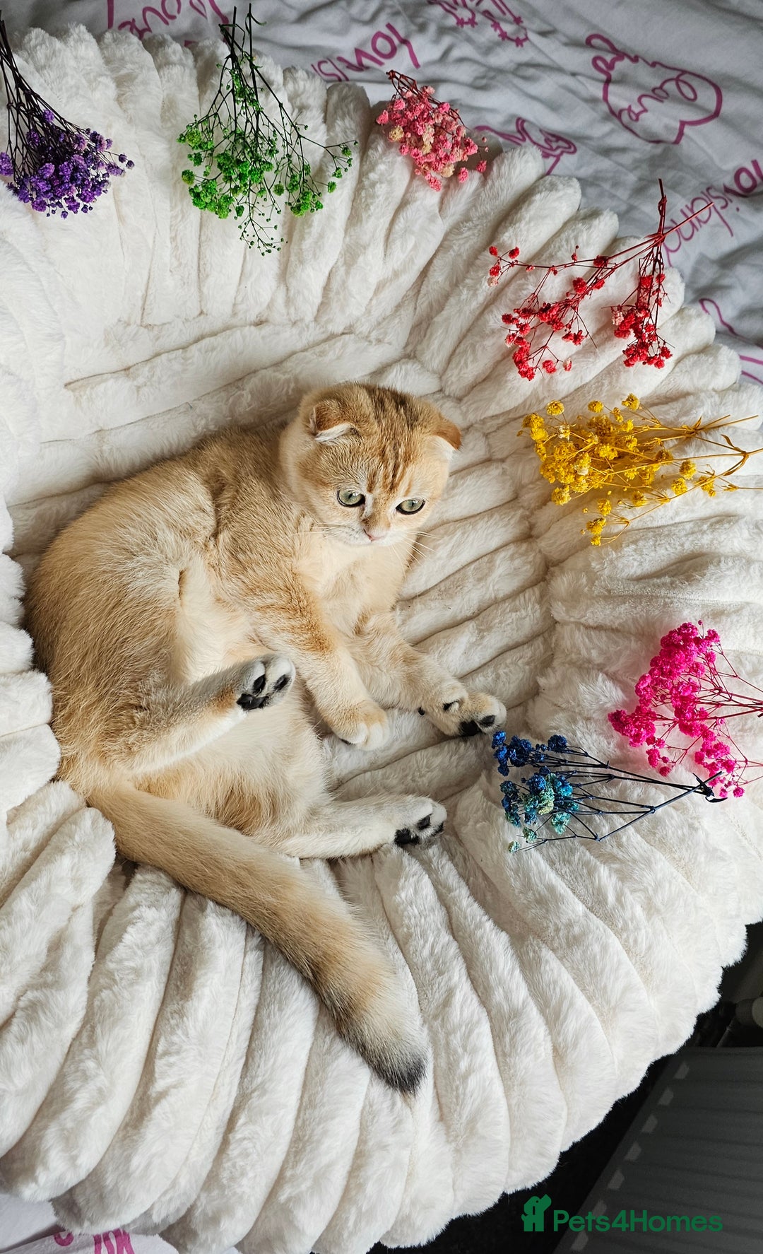 Scottish Fold cats for sale: READY NOW-TICA-SCOTTISH FOLD GIRL  - Image 39
