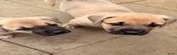 Mixed Breed dogs for sale:  £850! Ready! Stunning Kangal cross  - Advert 18