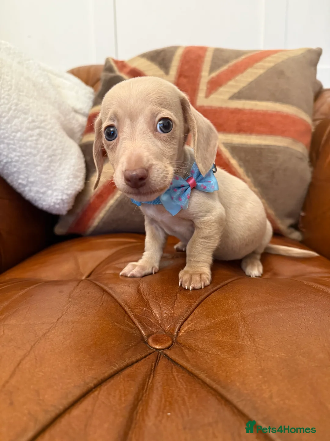 Miniature Dachshund dogs for sale: Stunning Pups 5 ⭐ Star Licensed 5 ⭐ Reviews!  - Advert 15
