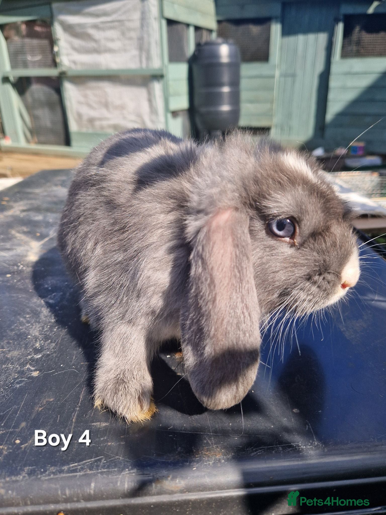 Mini Lop rabbits Mini Lops Ready Now - Advert 12