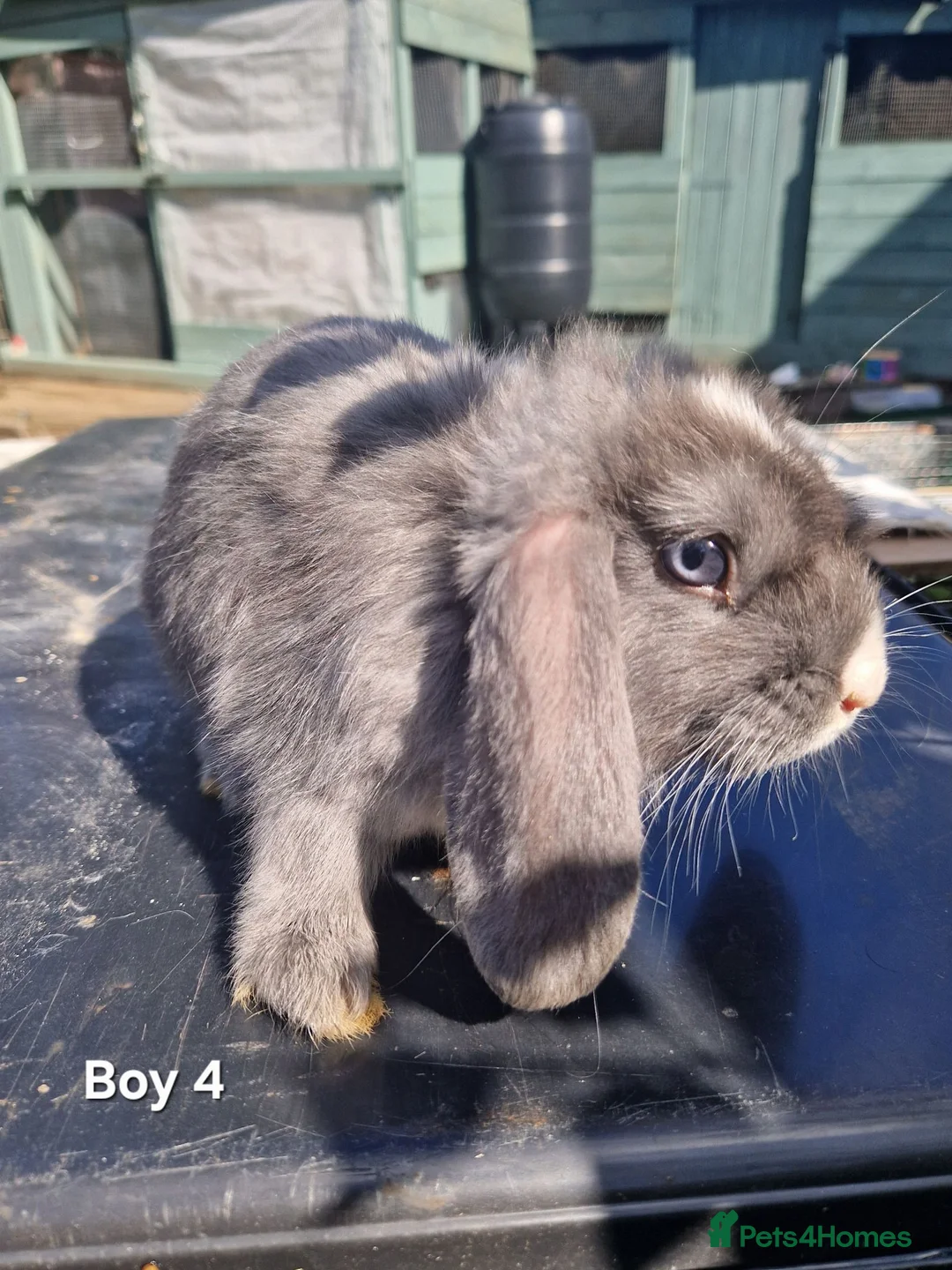 Mini Lop rabbits for sale: Mini Lops Ready Now - Advert 1