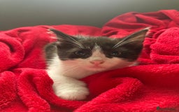 British Shorthair cats for sale: Beautiful kittens looking for new home  - Image 13