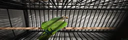 Conures birds for sale: Male peach fronted counre - Advert 4