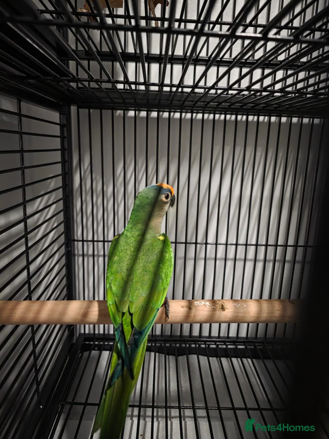 Conures birds for sale: Male peach fronted counre - Advert 4