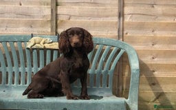 Cockapoo dogs for sale: F1 Cockerpoo’s  - Image 14