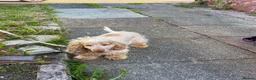 Cocker Spaniel dogs for sale: Show type coker spaniel  - Advert 3