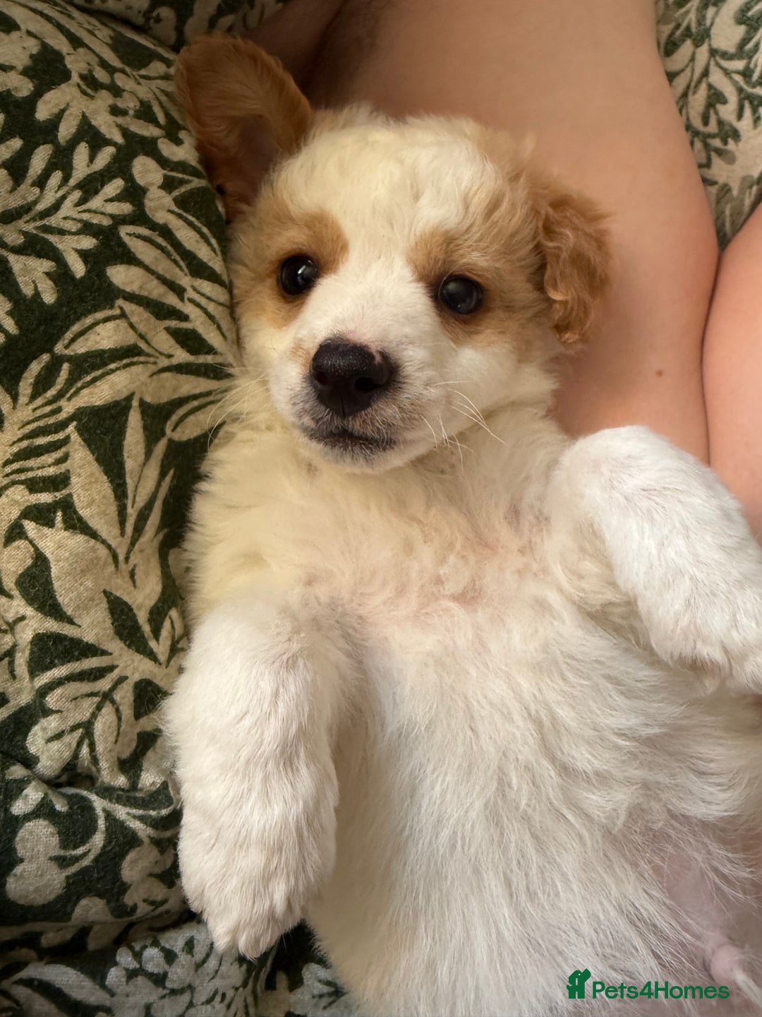 Jackapoo dogs for sale: Jackpoo pup for rehome  - Image 6