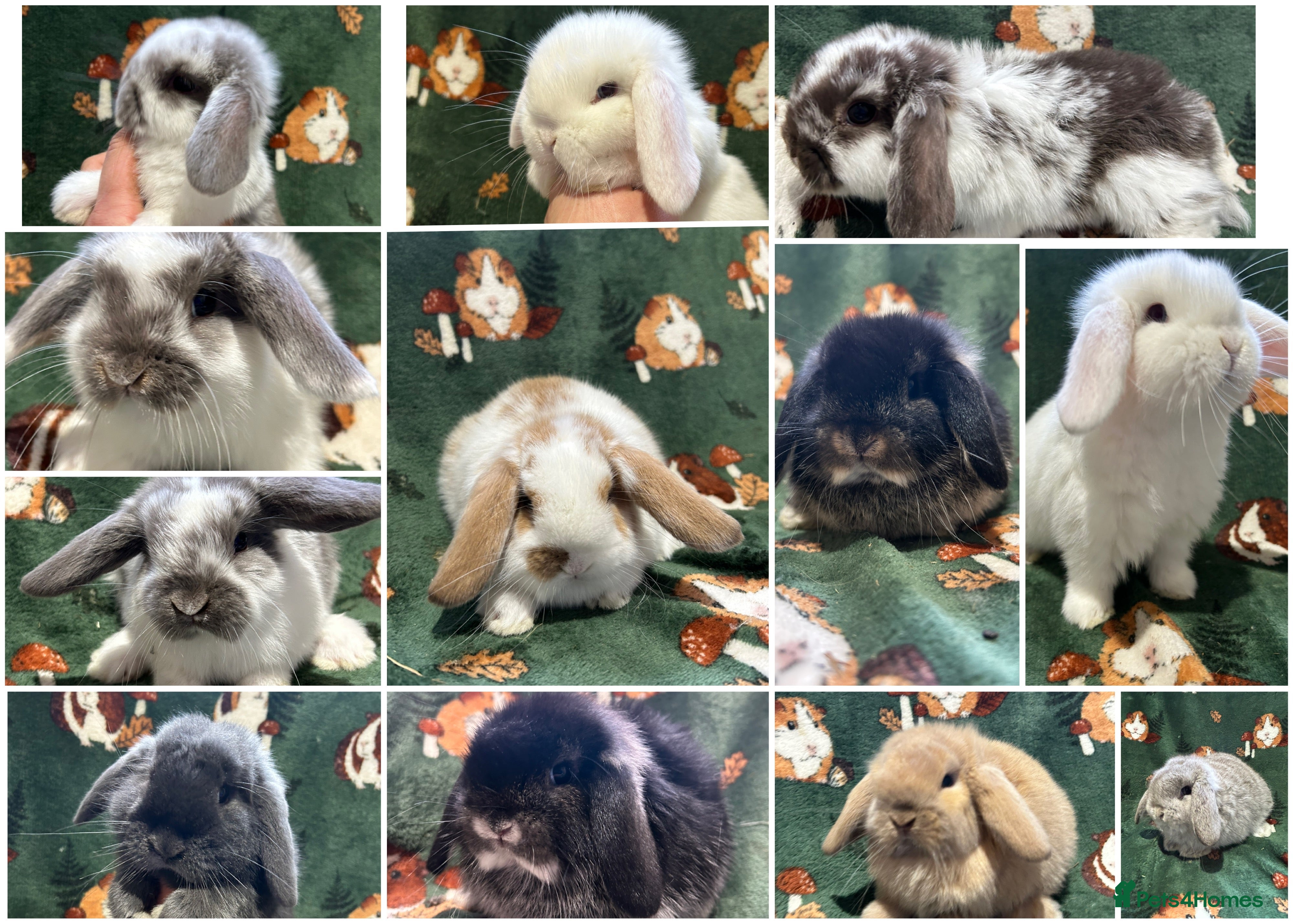 Mini Lop rabbits Beautiful Baby Mini Lops for sale  - Advert 1