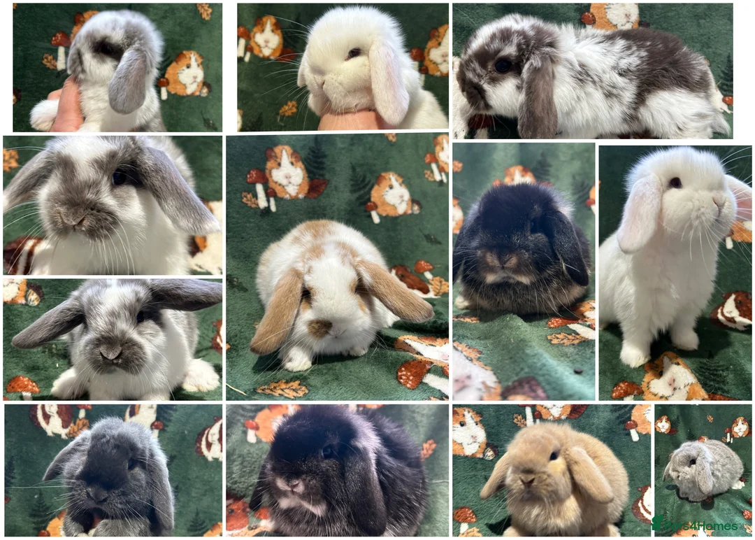 Mini Lop rabbits for sale: Beautiful Baby Mini Lops for sale  - Advert 1