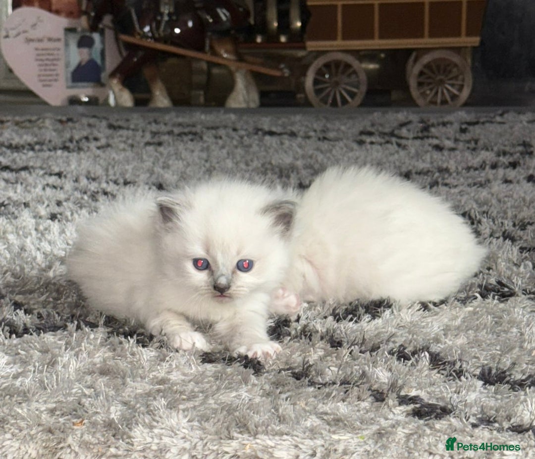 Ragdoll cats for sale: Beautiful ragdoll kittens  - Advert 7