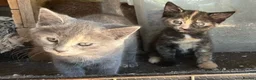 Mixed Breed cats for sale: Must stay together. Two hand reared orphan kittens - Advert 3