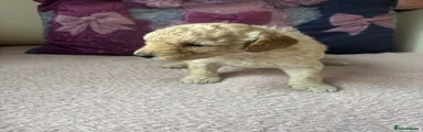 Poodle 2