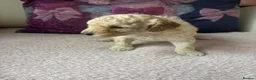 Poodle dogs for sale: Poodles - Advert 3