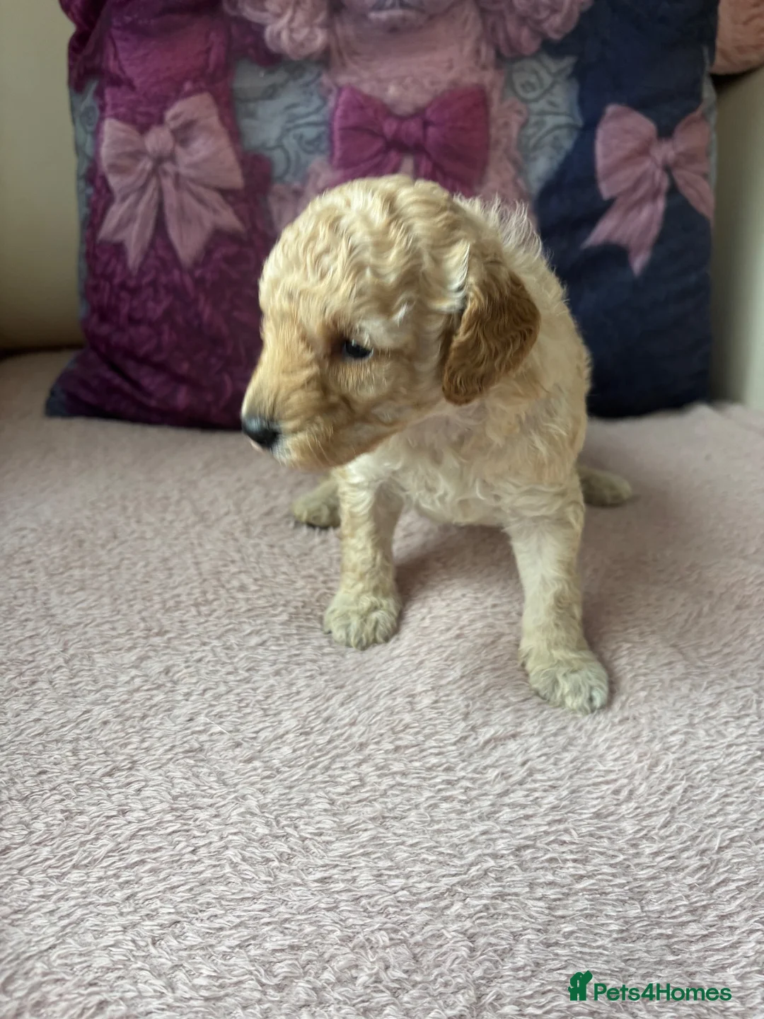 Poodle dogs for sale: Poodles - Advert 3