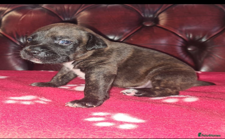 Staffordshire Bull Terrier dogs - Advert 2