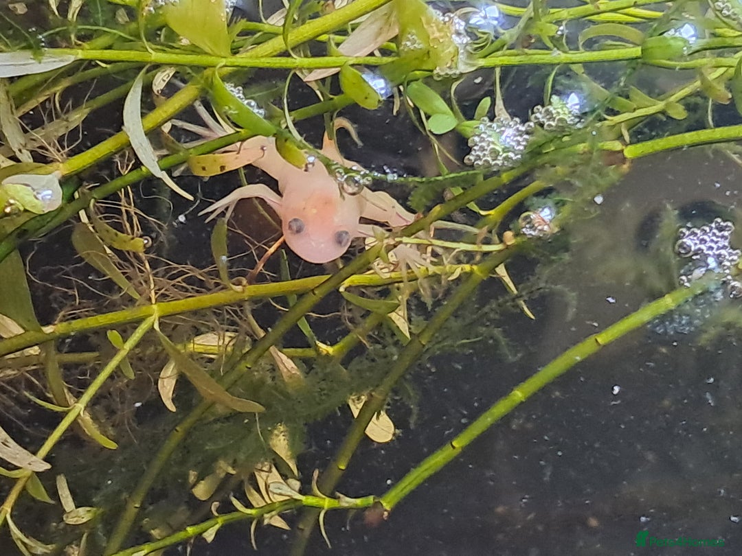 Frog reptiles for sale: African Clawed Frogs (albino) - Image 3