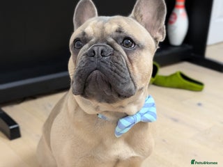 French Bulldog dogs in Iver - Advert 26