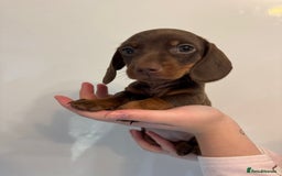 Miniature Dachshund dogs for sale: 🤩 3 Kc mini dachshund 🤩 - Advert 4