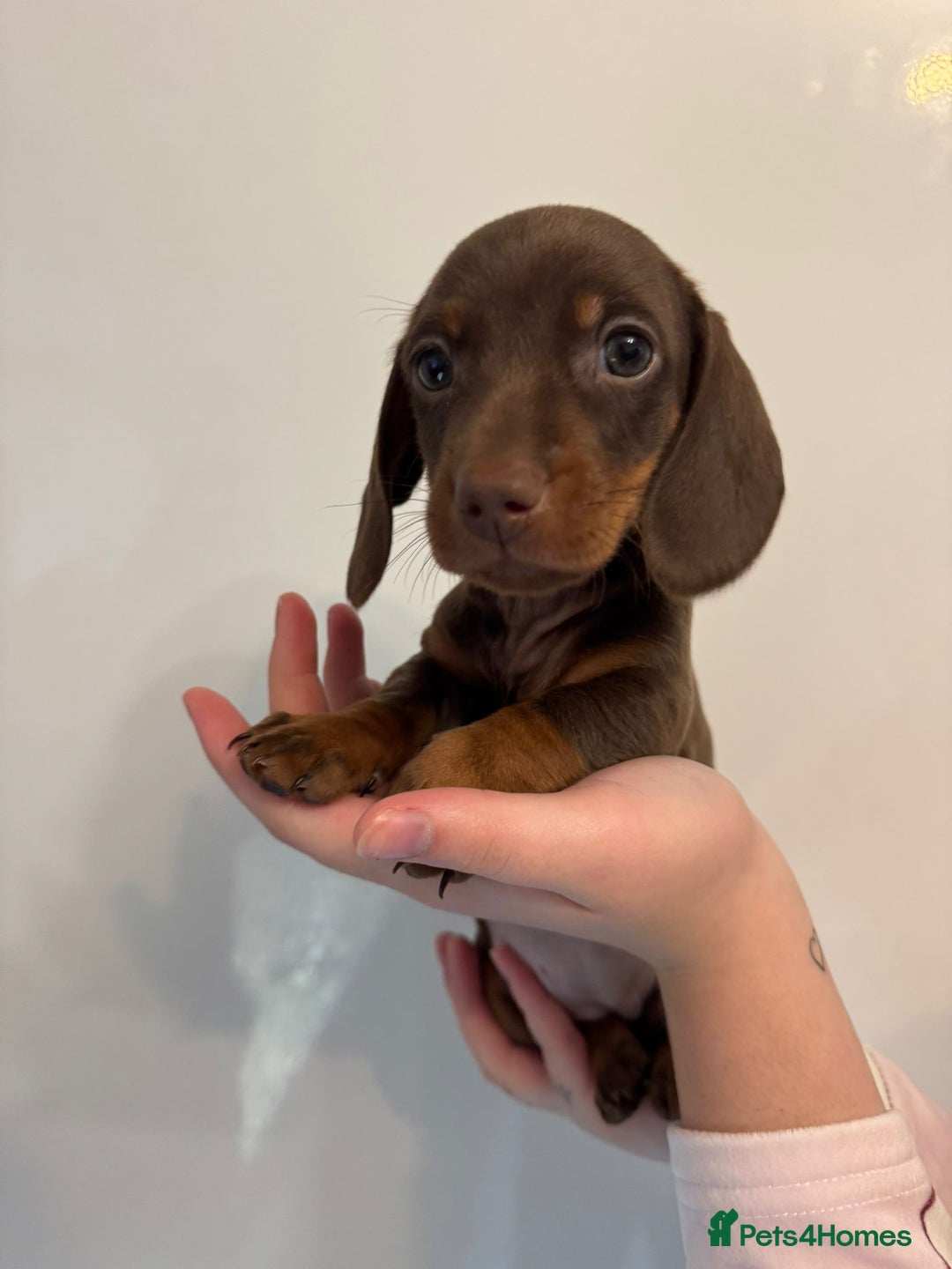 Miniature Dachshund dogs for sale: 🤩 3 Kc mini dachshund 🤩 - Advert 4