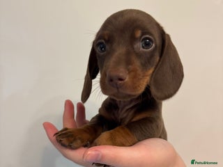 Miniature Dachshund dogs 🤩 2 Kc mini dachshund 🤩 - Advert 4
