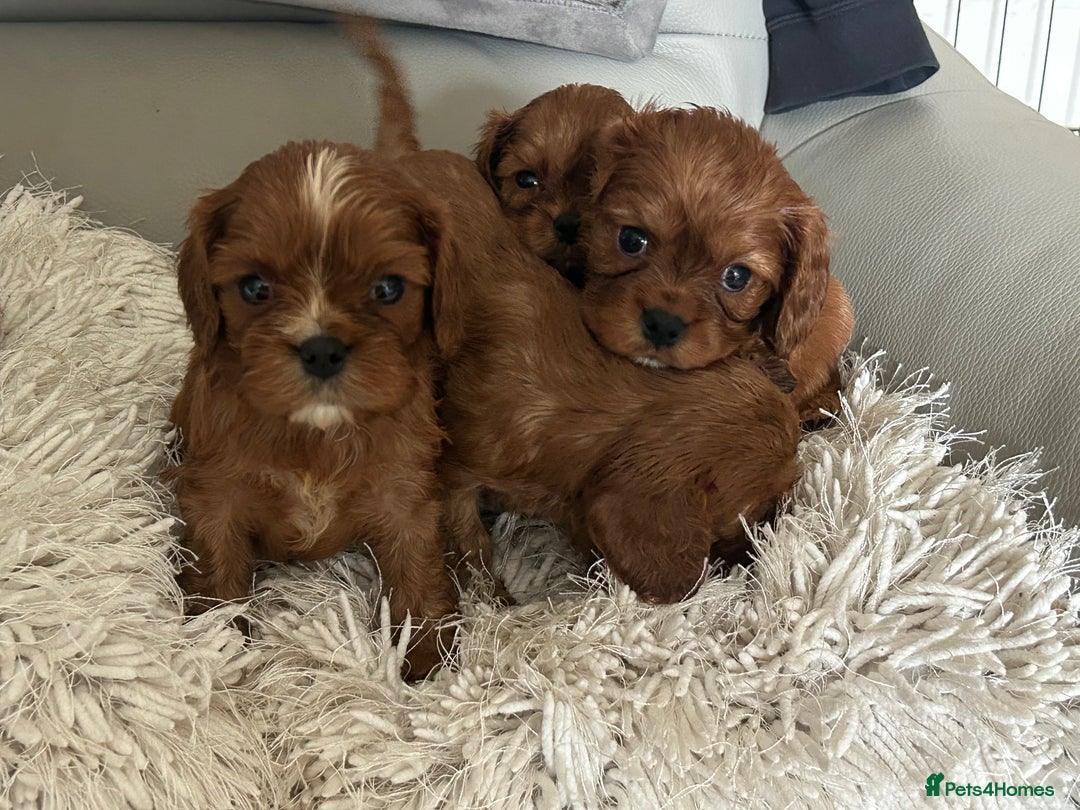 Cavalier King Charles Spaniel dogs for sale: Exquisite Cavalier King Charles puppies KC reg - Image 19
