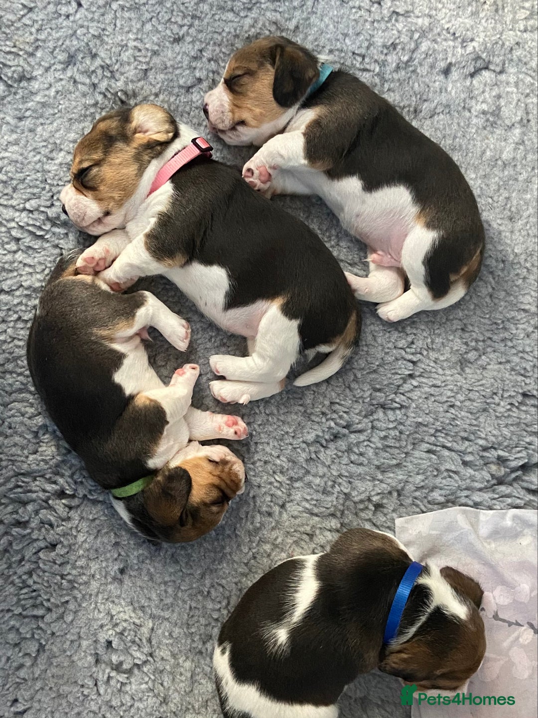 Beagle dogs for sale: KC Registered Beagle Puppies - Image 2