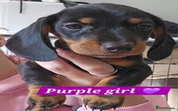 Miniature Dachshund dogs for sale:  Miniature Dachshunds ready to go Friday 19th Sept - Image 23