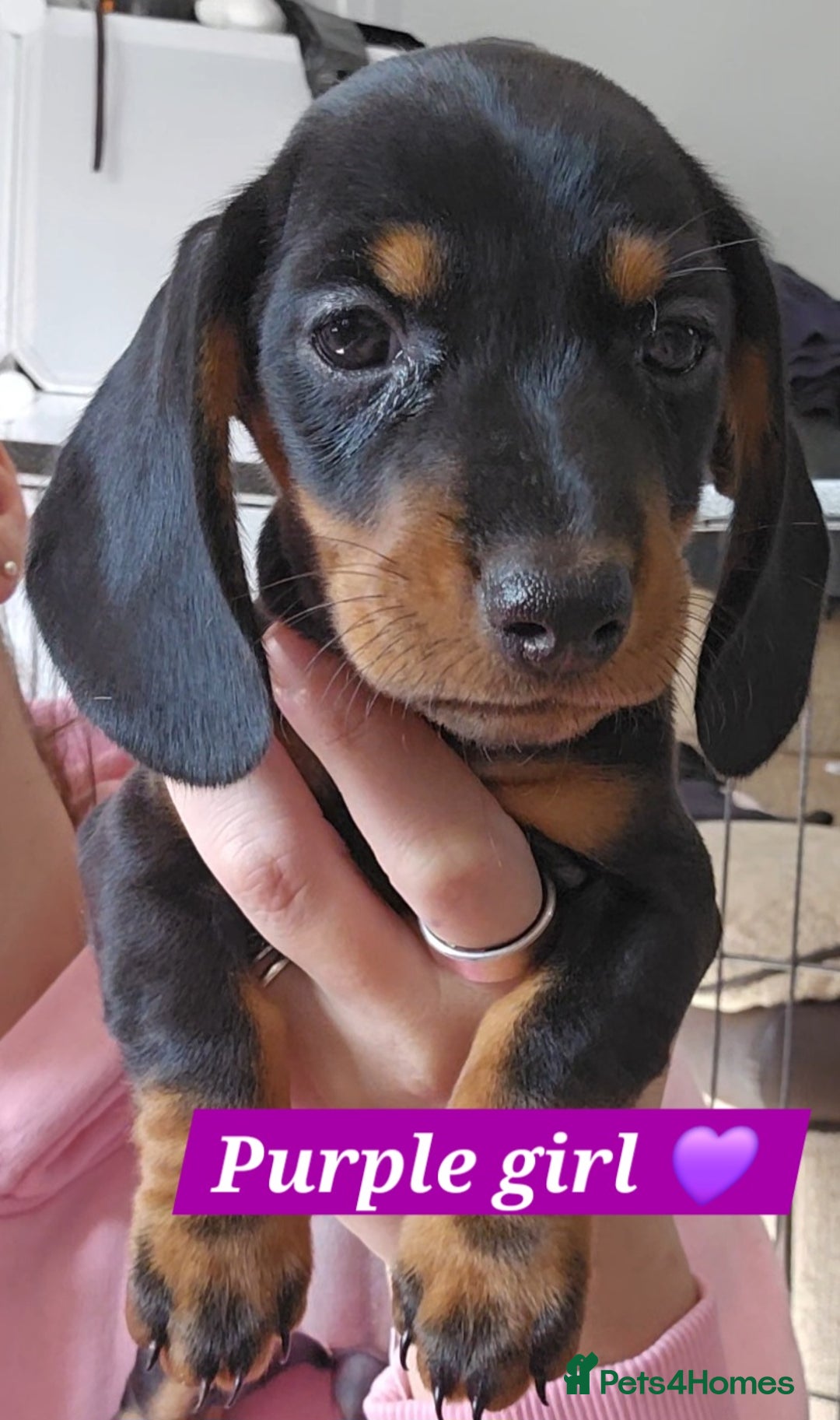 Miniature Dachshund dogs for sale:  Miniature Dachshunds ready to go Friday 19th Sept - Image 23