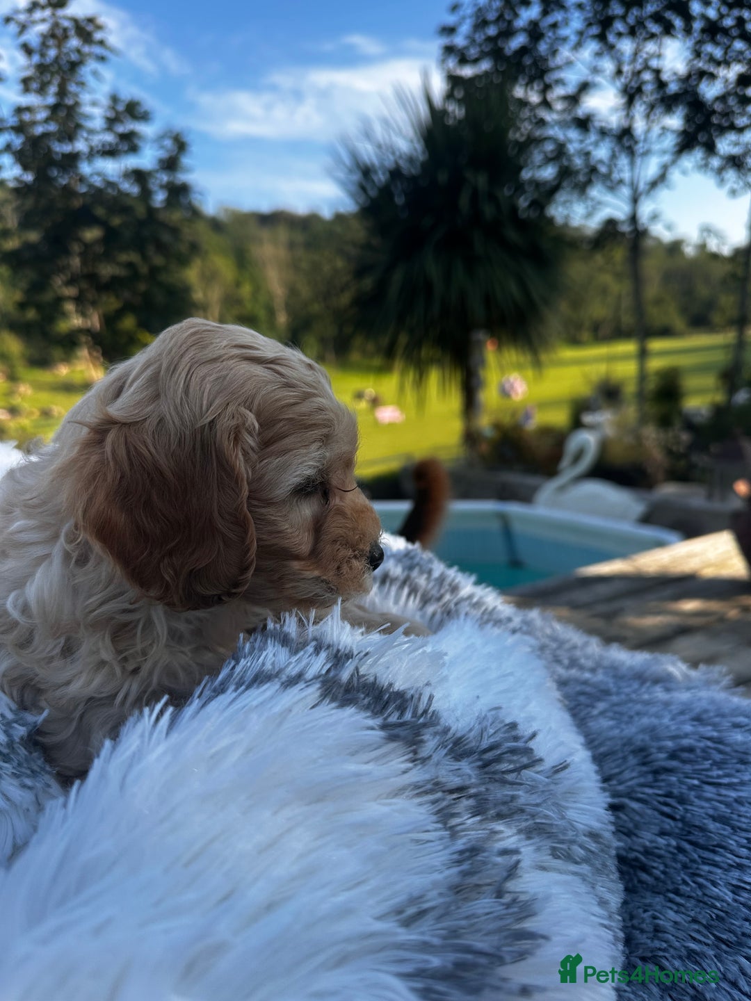 Cockapoo dogs for sale: Lovely litter cockapoo  - Image 15