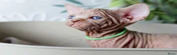 Sphynx cats for sale: Beautiful Pedigree Sphynx Kittens  - Advert 12