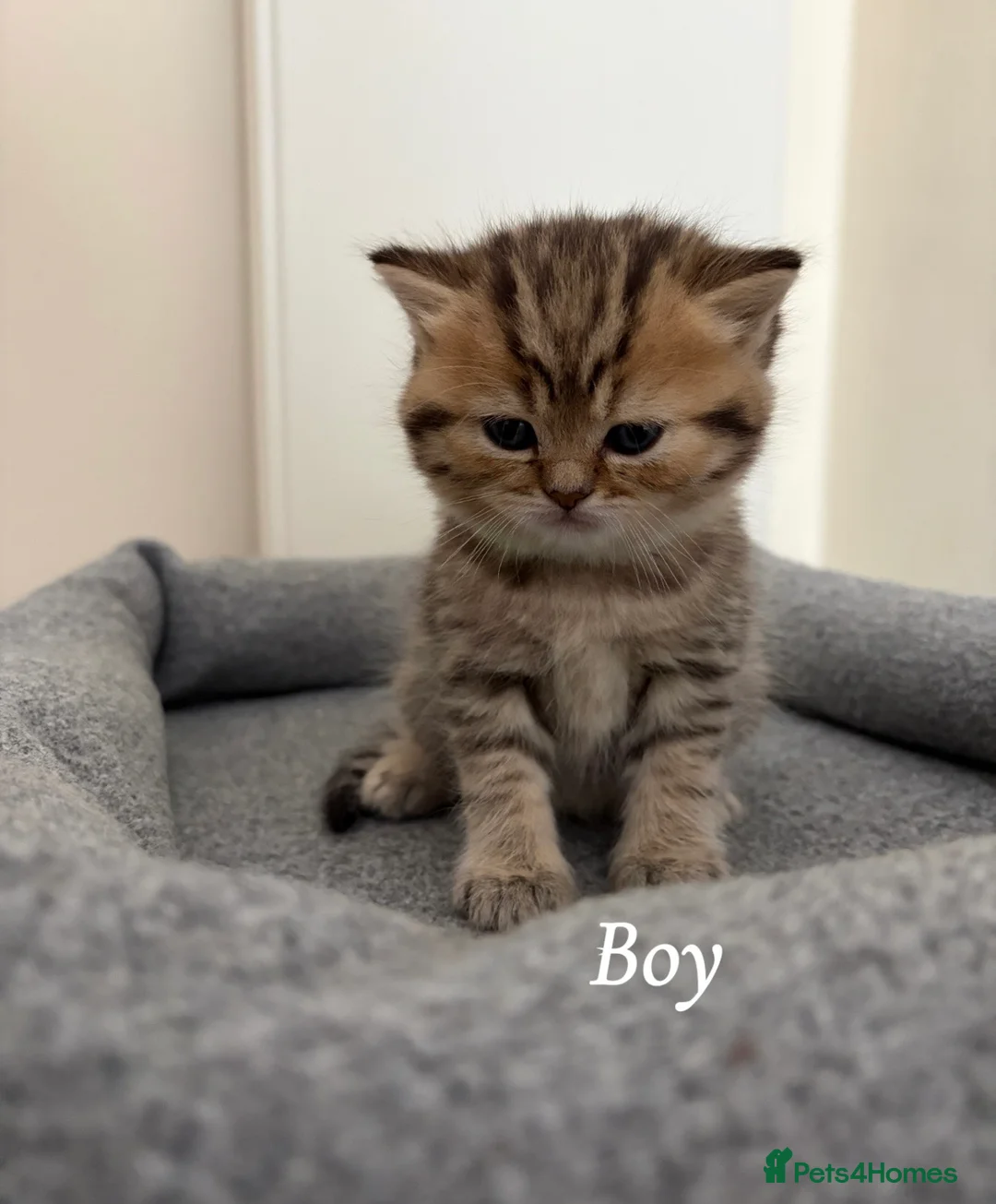 British Shorthair cats for sale: Pedigree British Shorthair kittens  - Advert 2