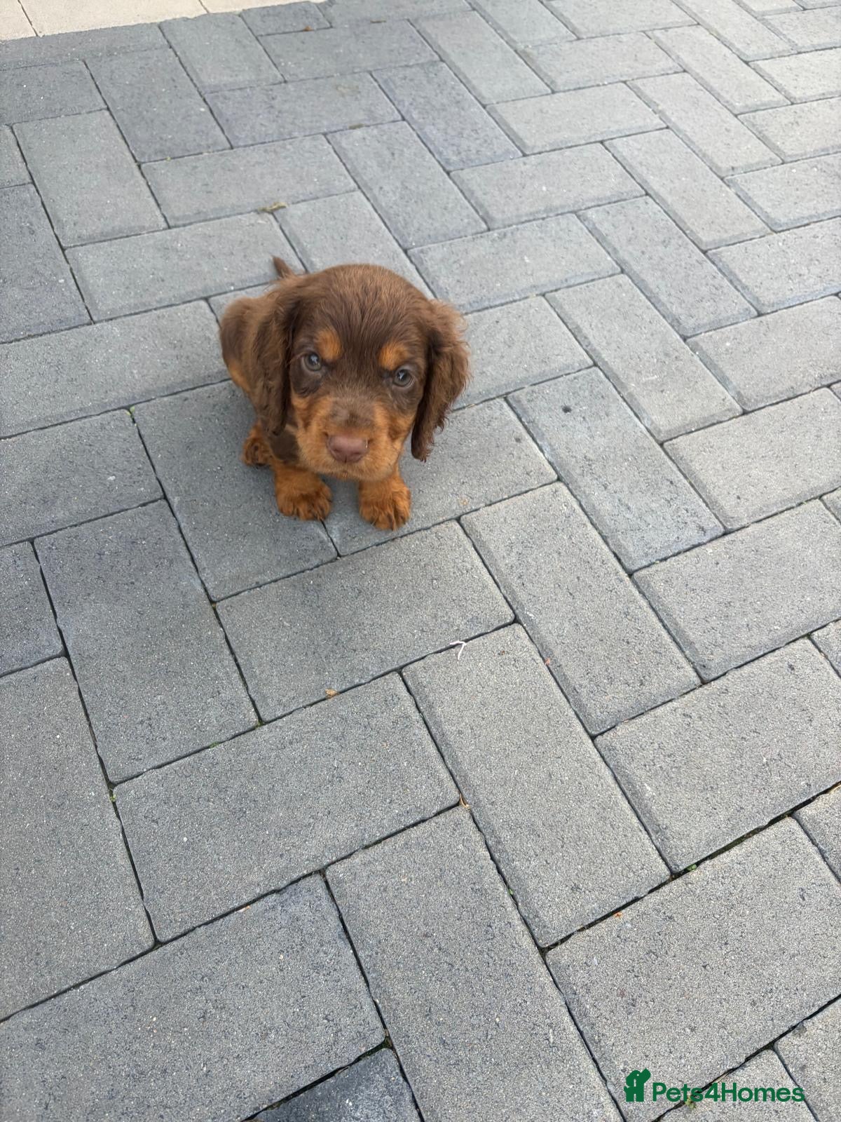 Cocker Spaniel dogs Beautiful working cockers  - Advert 2