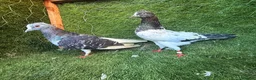 Pigeons birds for sale: Beautiful Vaccinated Pigeons – Quick Sale £20 - Advert 9