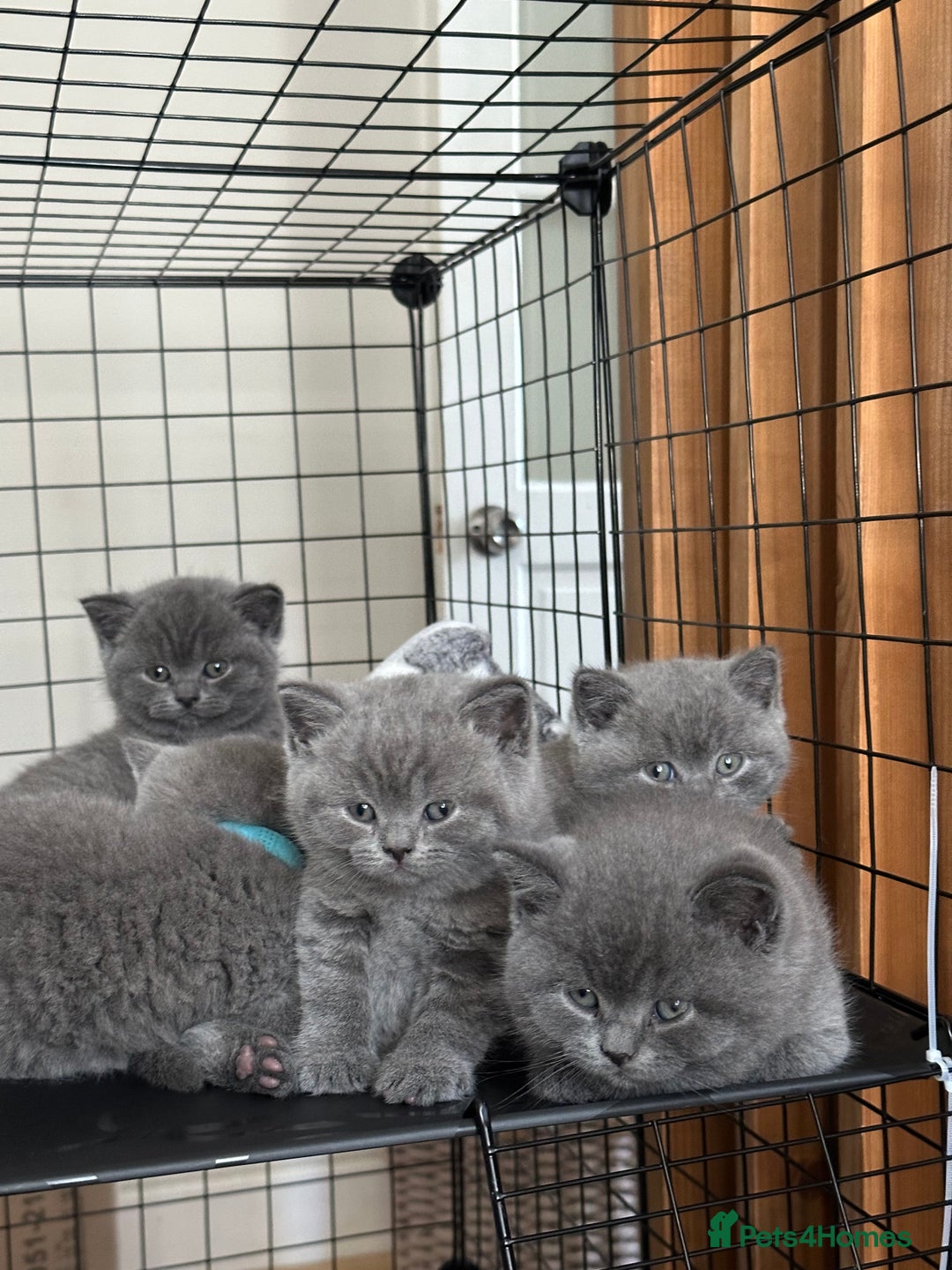 British Shorthair cats for sale: British blue shorthair kittens for sale - Image 9