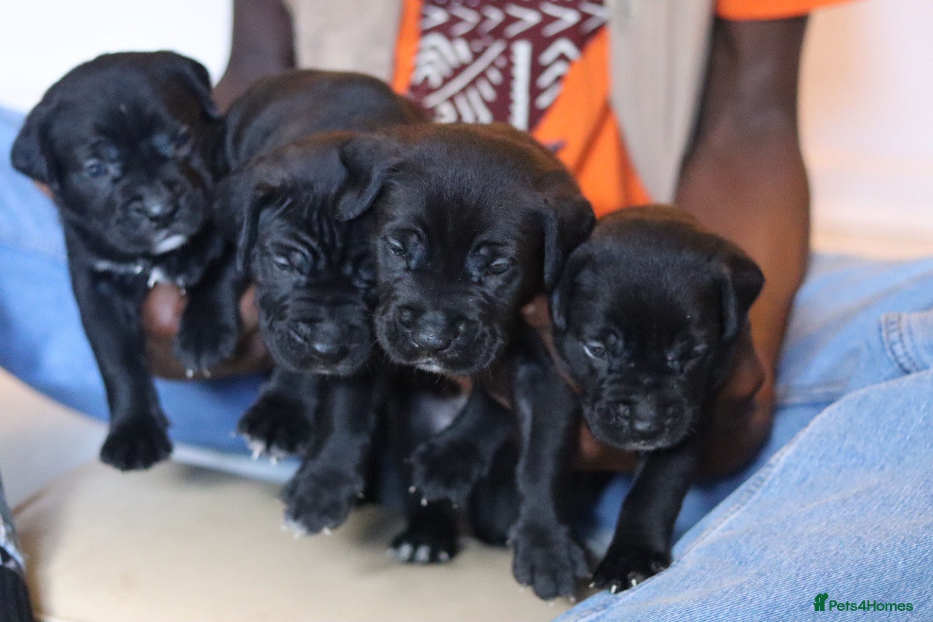 Cane Corso dogs Beautiful Cane corso for sell  - Advert 5