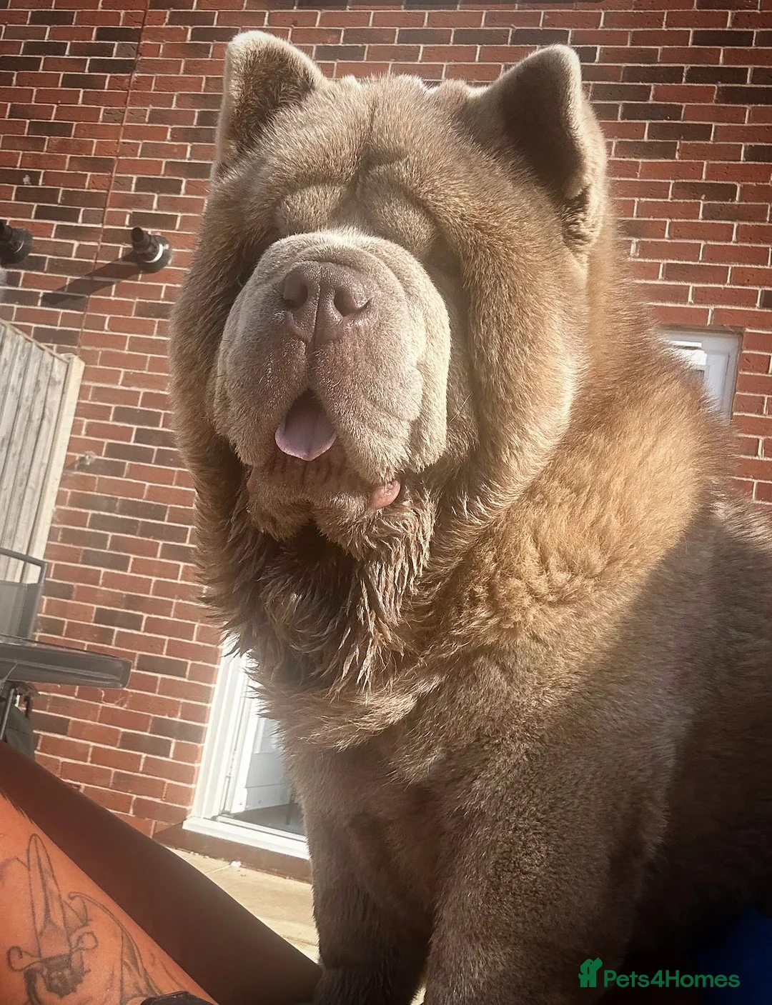 Chow Chow dogs for stud: The only rare lilac smooth coat KC reg  - Advert 12