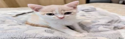 Mixed Breed cats for sale: Beautiful kittens for sale  - Advert 18