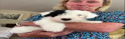Sealyham Terrier dogs for sale: Two Male Sealyham Puppies in Andover - Advert 7