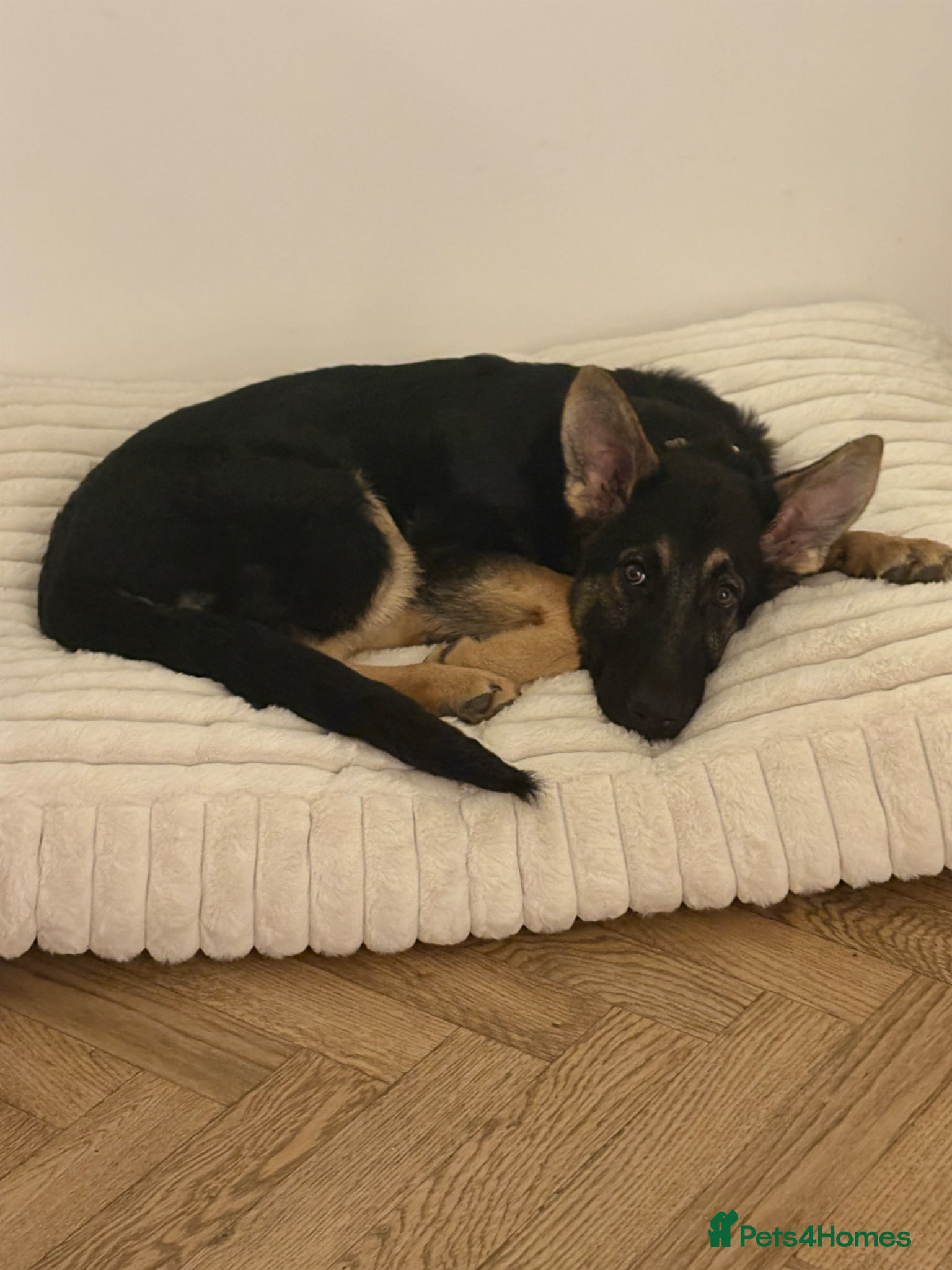 German Shepherd dogs Beautiful German shepherd girl - Advert 20