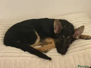 German Shepherd dogs Beautiful German shepherd girl - Advert 20