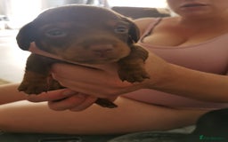 Miniature Dachshund dogs for sale: Miniature Dachshund  - Image 9