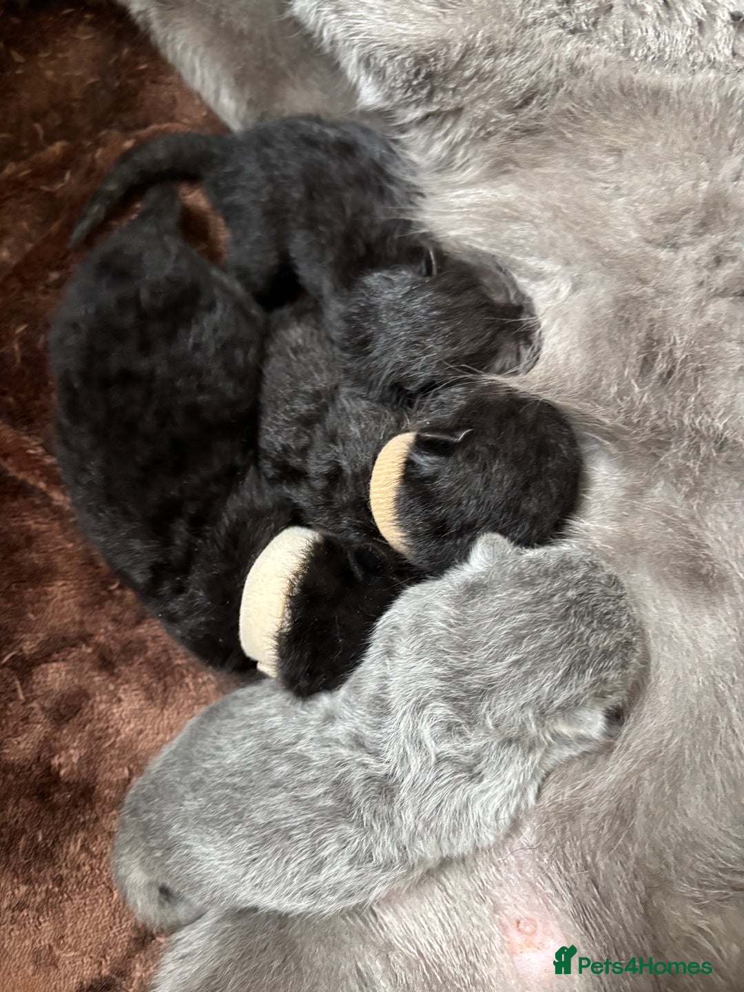 British Shorthair cats for sale: Pure British shorthair  - Image 5