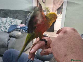 Conures birds Jenday conure - Advert 5