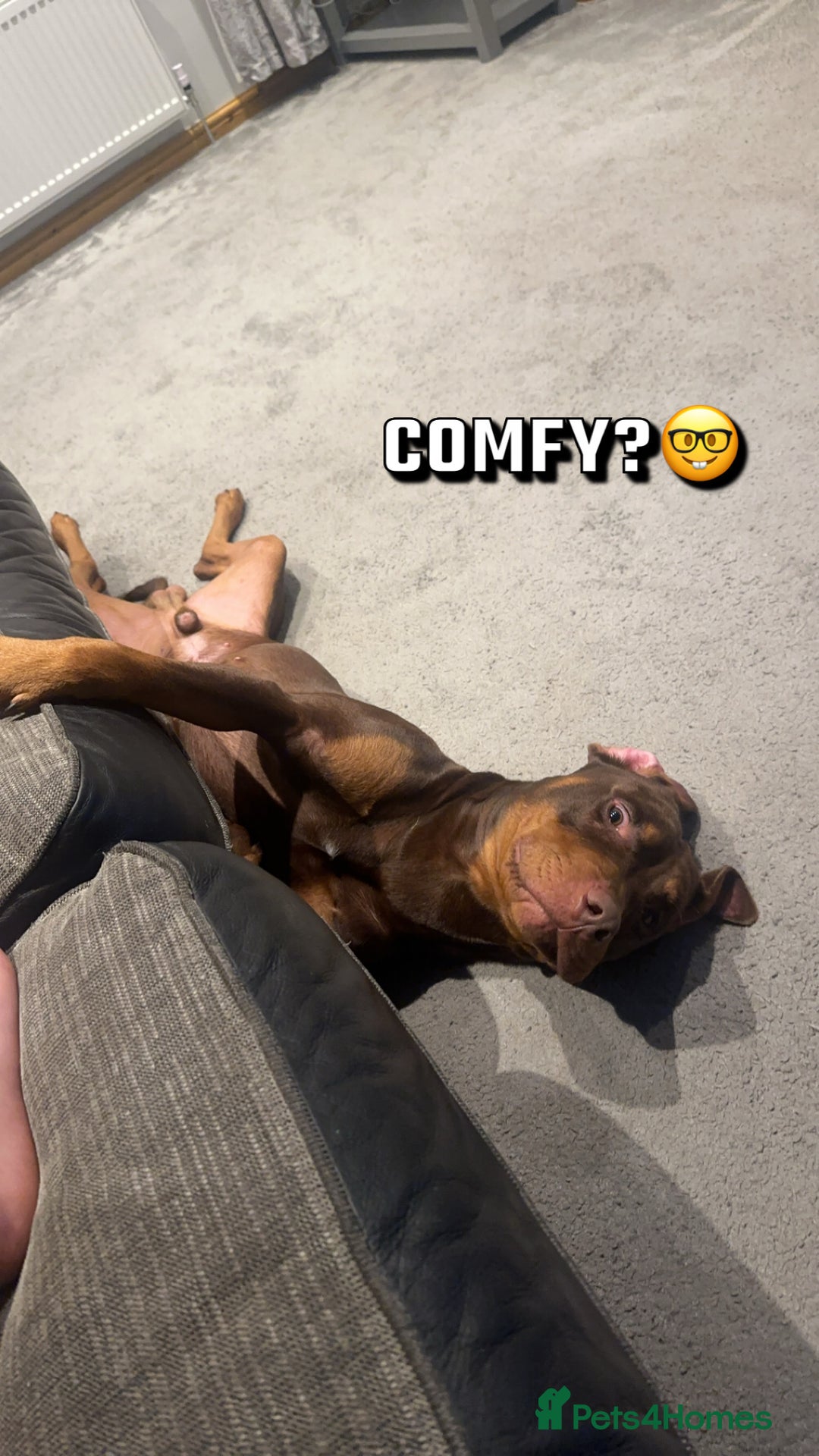 Mixed Breed dogs for sale: Doberman cross staff  - Advert 9