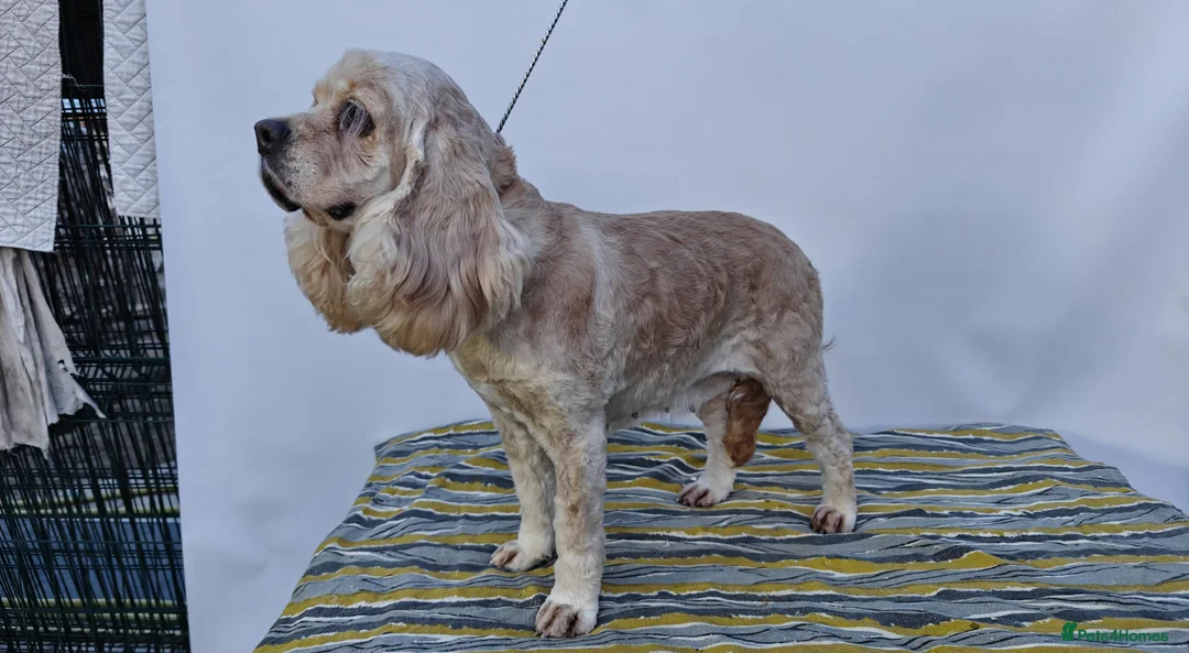 Cocker Spaniel dogs for adoption: 🐾 AMBER – Cocker Spaniel - Advert 3
