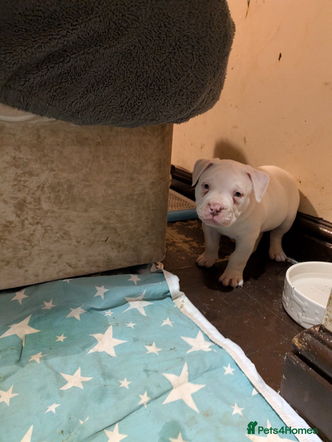 American Bulldog dogs for sale: Johnson American bulldog pups (ready to leave)  - Image 21