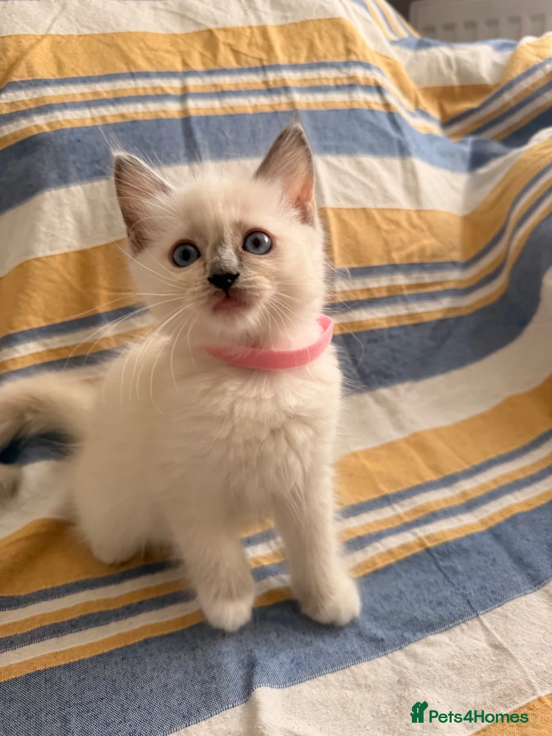 Ragdoll cats for sale: 5 beautiful ragdoll kittens  - Advert 10