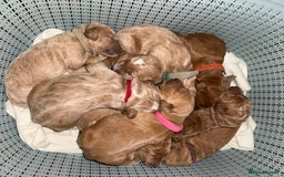 Double Doodle dogs for sale: Australian Goldendoodle puppies - Image 13