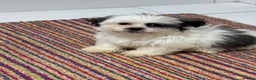 Shih Tzu dogs for sale: 4 beautiful shih tzu - Advert 10