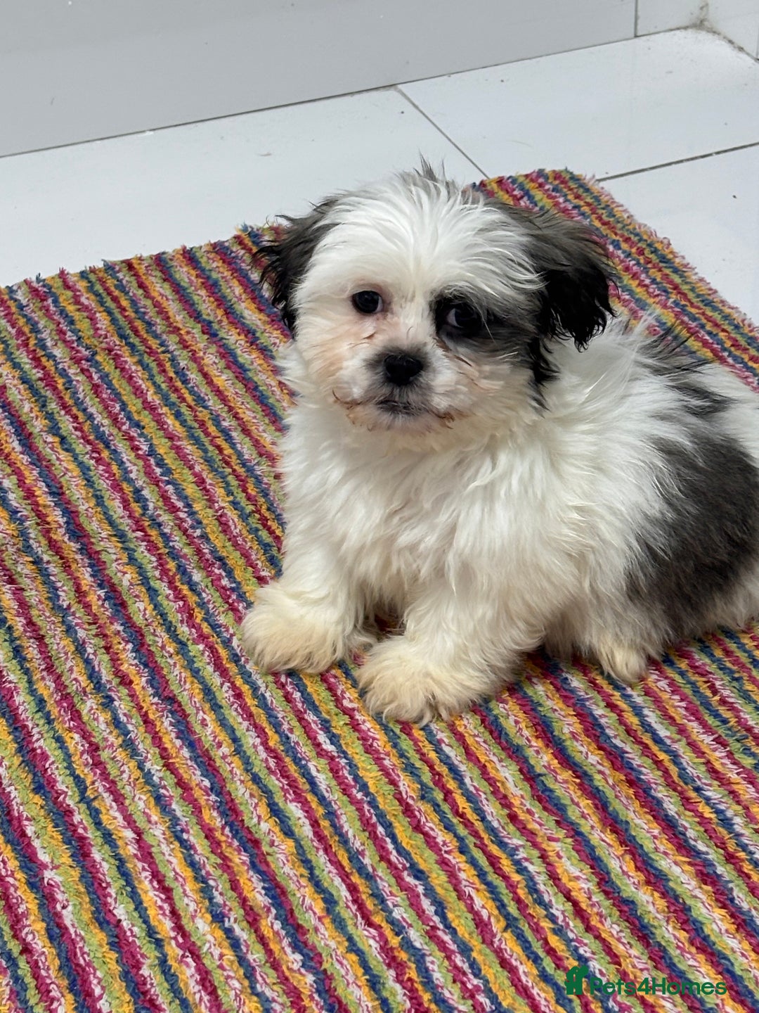 Shih Tzu dogs for sale: 4 beautiful shih tzu - Advert 10